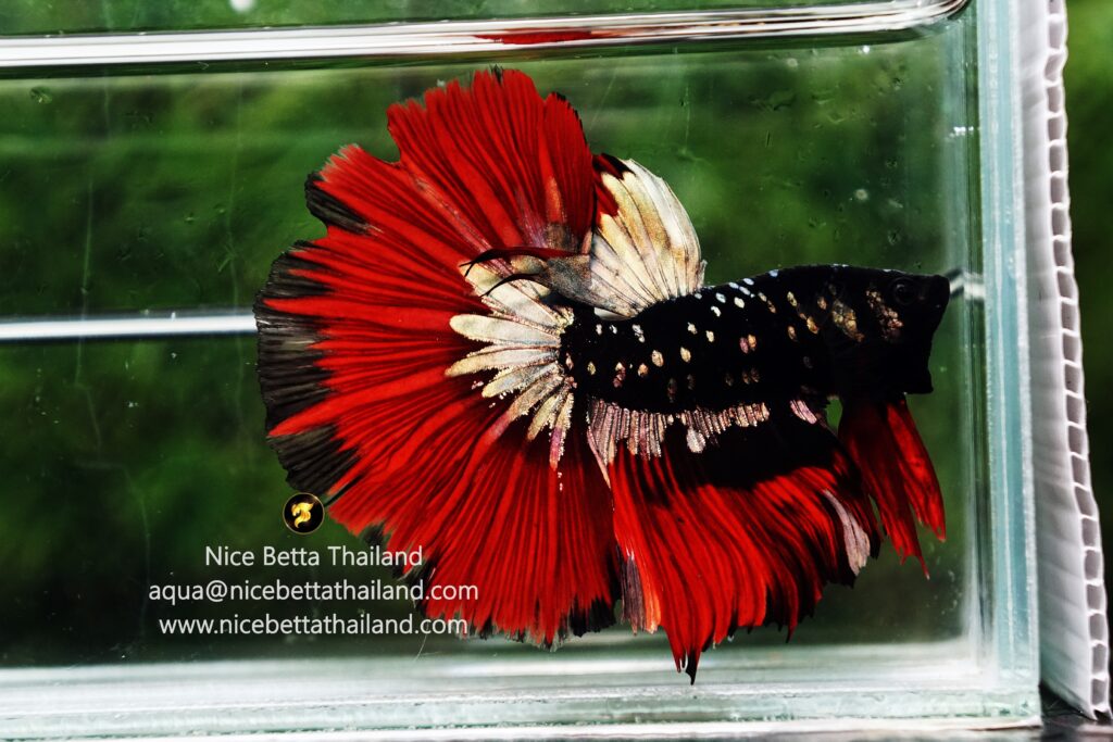 Betta fish