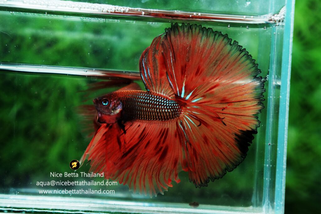 Betta fish