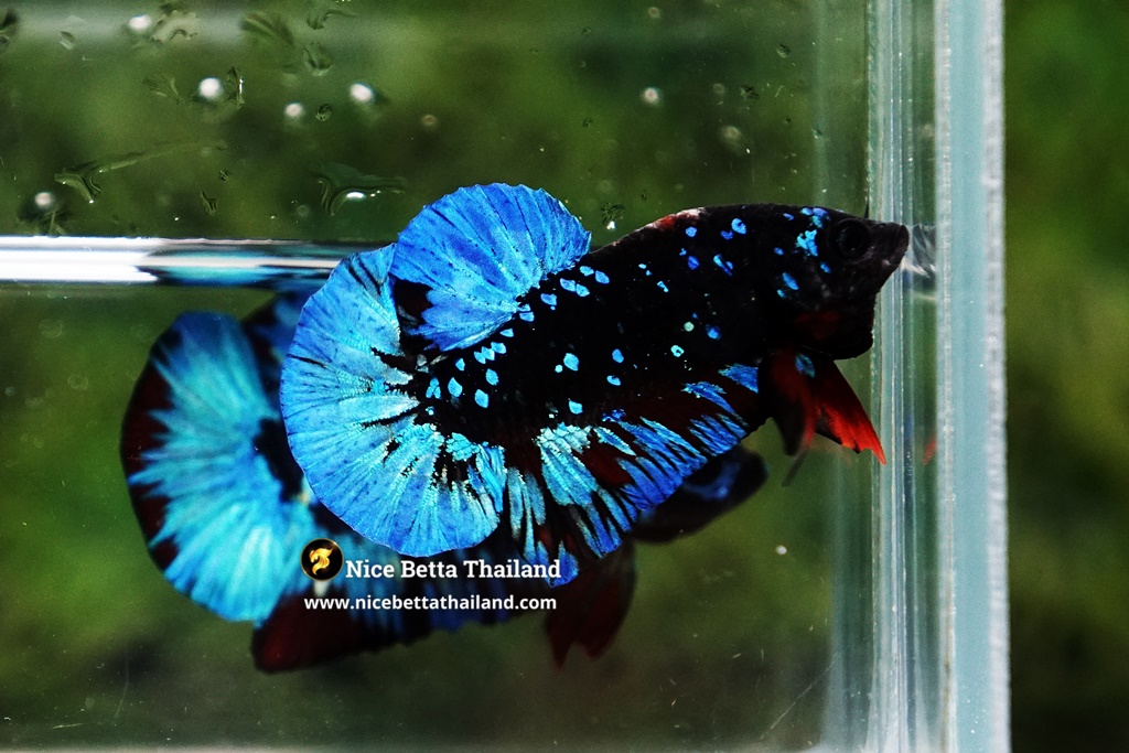 Betta fish Avatar Blue Black Star OHMPK By Nice Betta Thailand