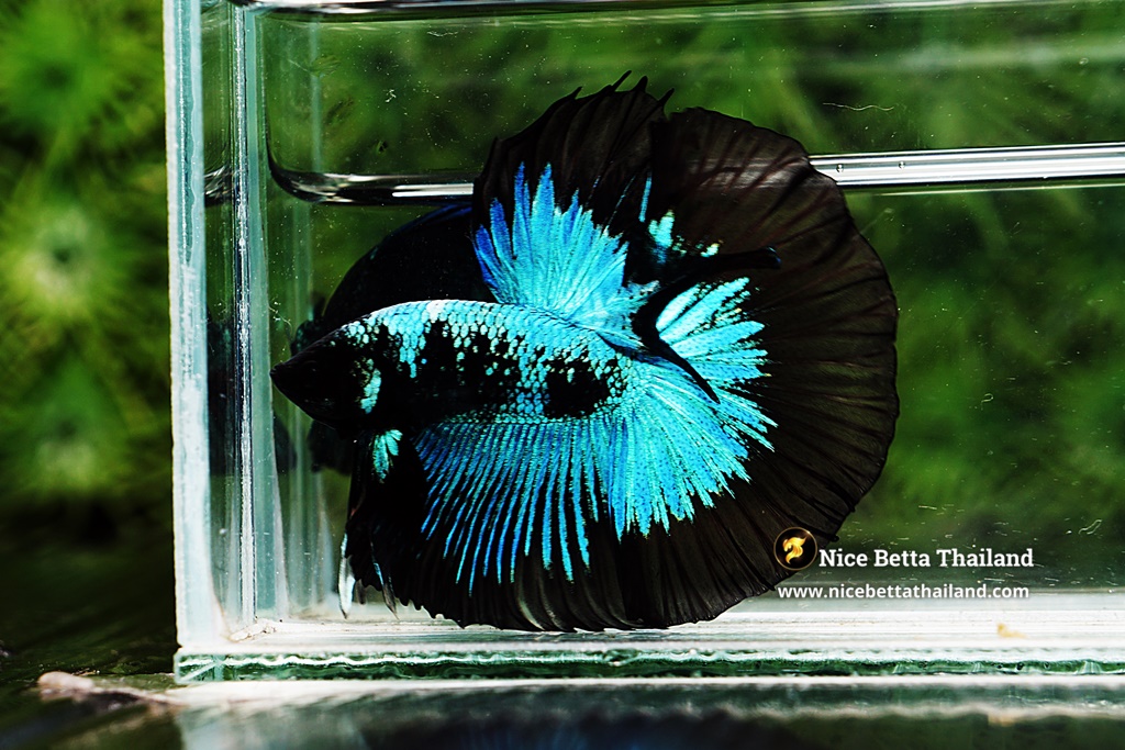 Betta fish King Avatar  Blue Black Star Black Ring By Nice Betta Thailand