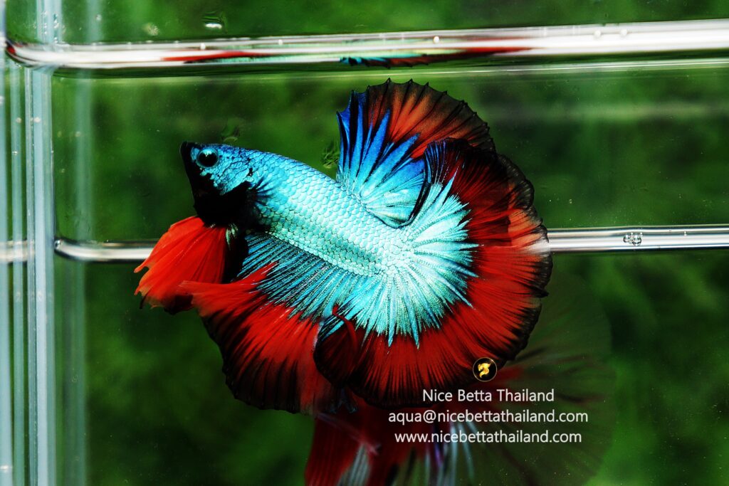 Betta fish by Nice Betta Thailand