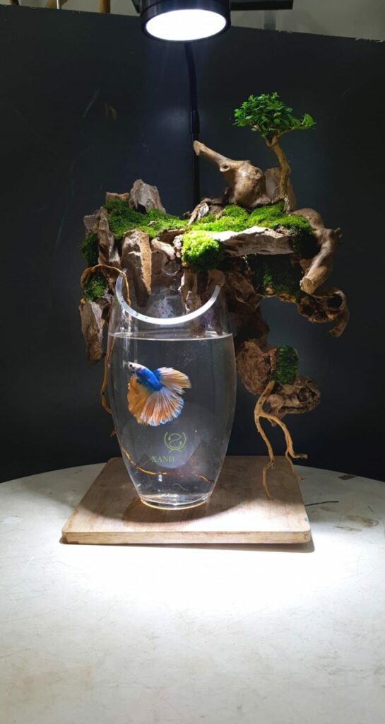 Betta fish tank nature style with top light