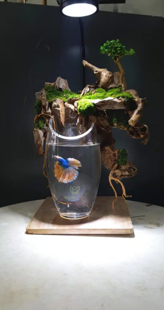 Betta fish tank nature style with top light by Nice Betta Thailand