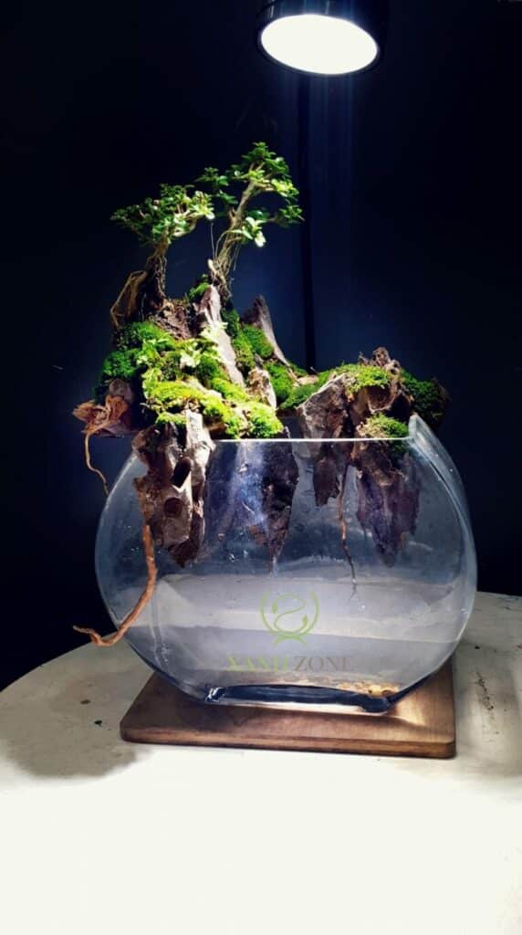 Betta fish tank natures style with top light