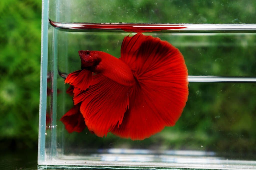 Betta splenden