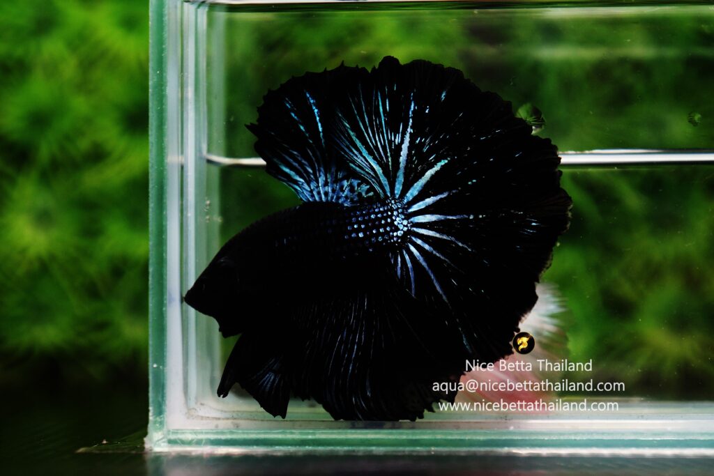 Black Lace betta fish for sale