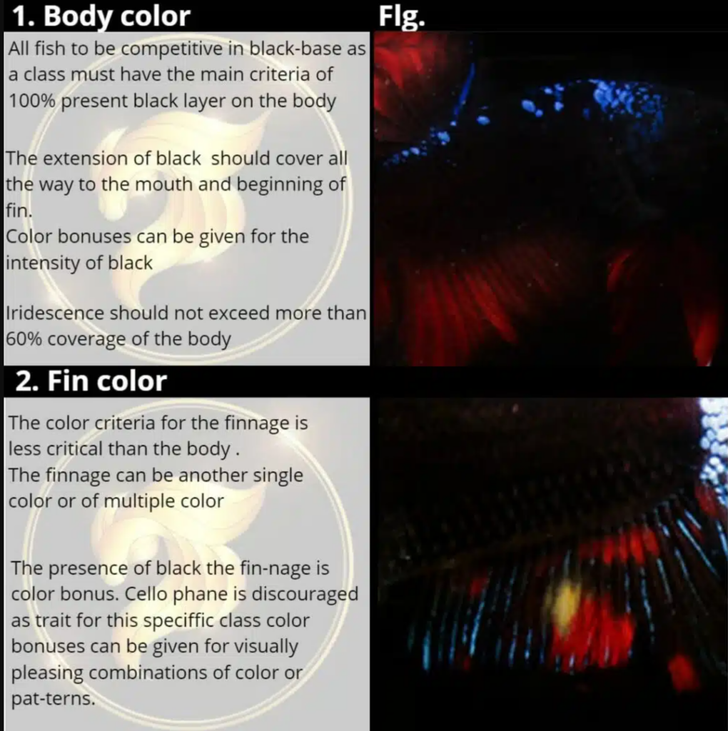 Black base betta fish information