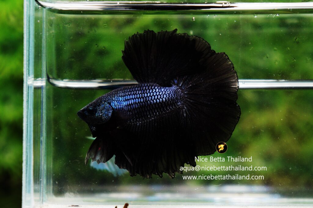 Black melano betta fish for sale