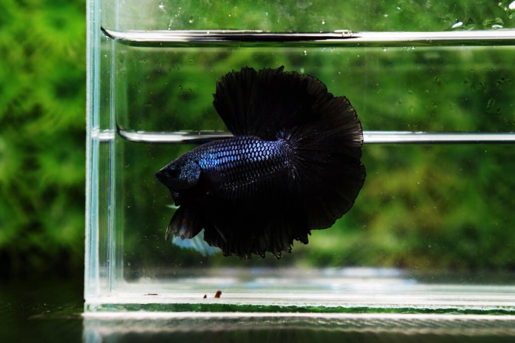 cold water aquarium setup