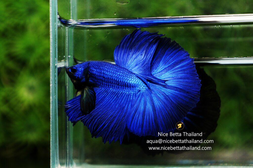 Blue betta fish by Nice Betta Thailand