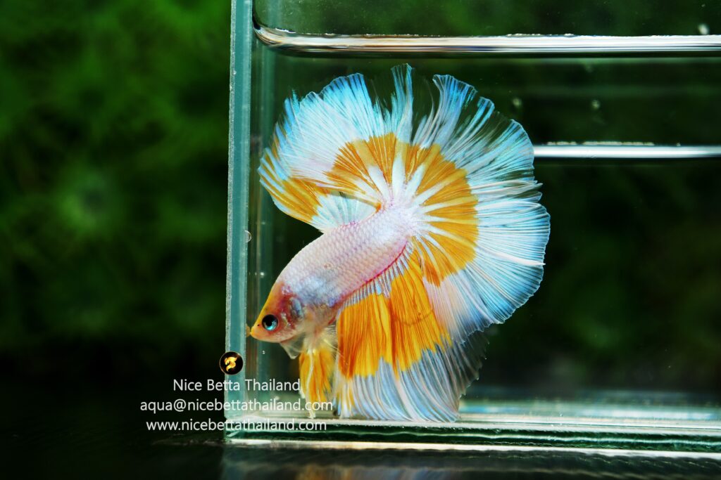 Butterfly betta fish by Nice Betta Thailand