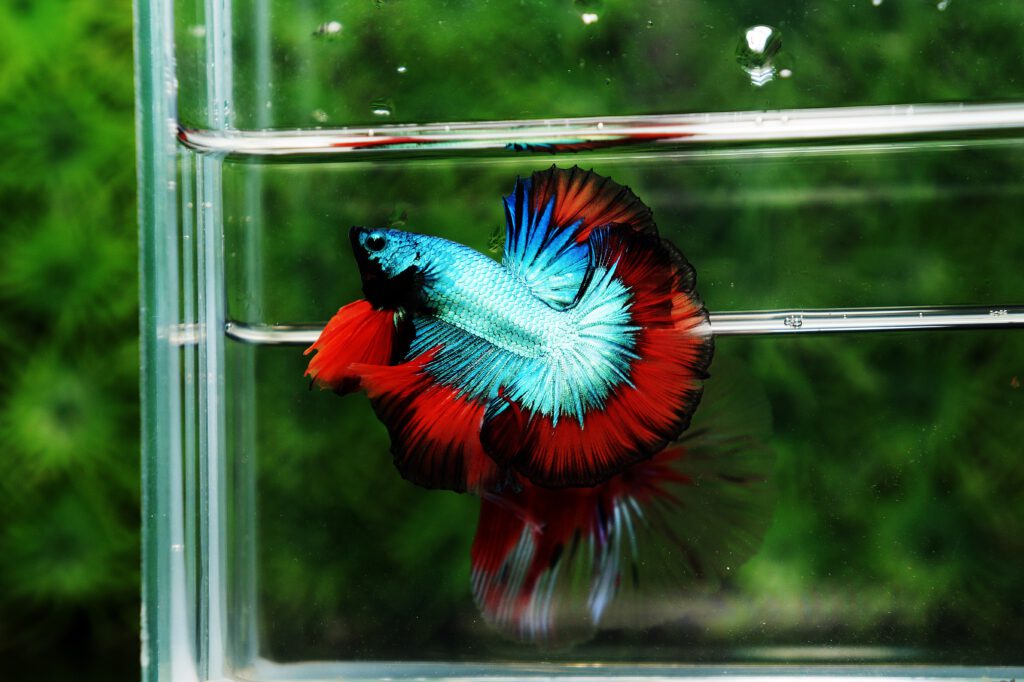 Butterfly betta fish