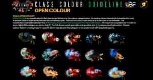 CLASS COLOR GUIDELINE OPEN COLOR COMPETITION