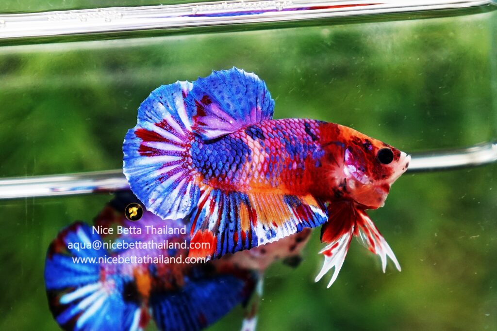 Candy betta fish for sale