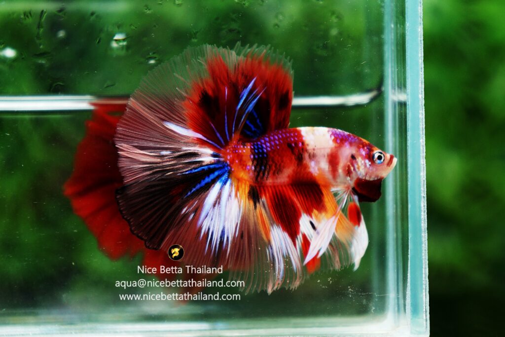 Candy colors By Nice Betta Thailand