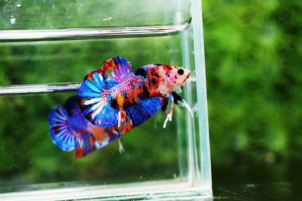 Candy nemo betta fish