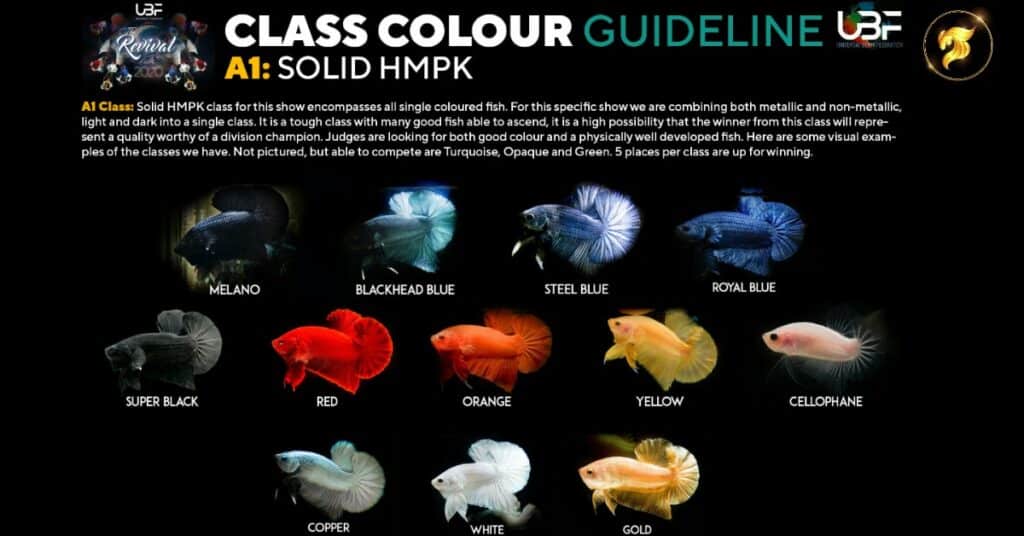 Class betta fish guideline solid color