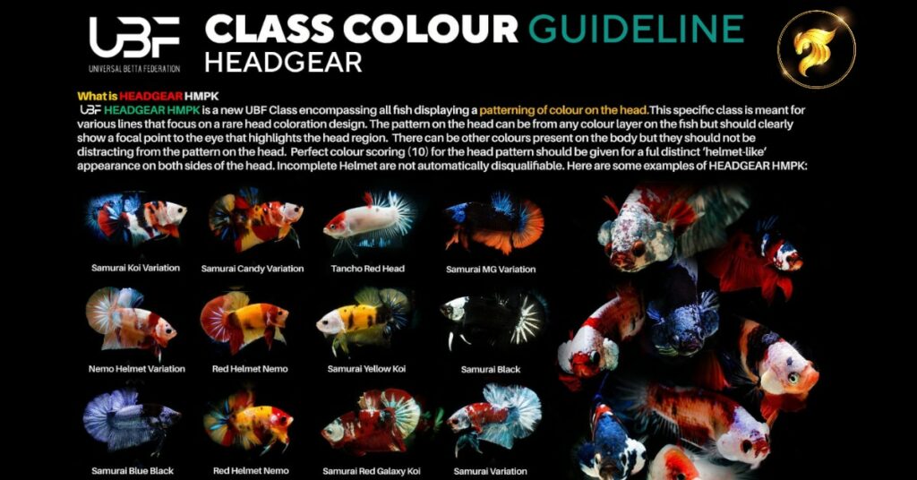 Class color betta fish Guideline Headgear or Helmet