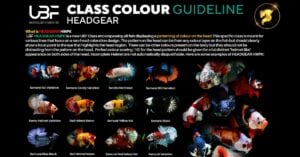 Class color betta fish Guideline Headgear or Helmet