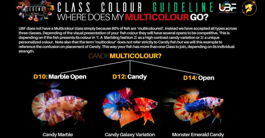 Class color betta fish Guideline Multicolor for competition