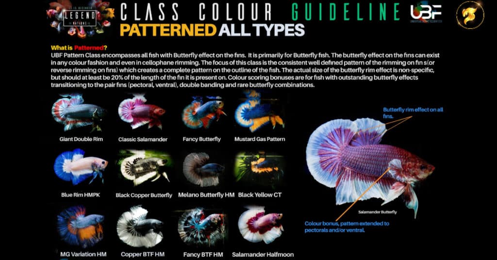 Betta outlet fish types