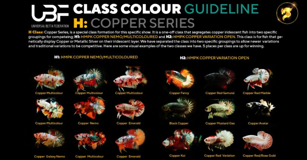 Class color guideline copper series