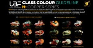 Class color guideline copper series