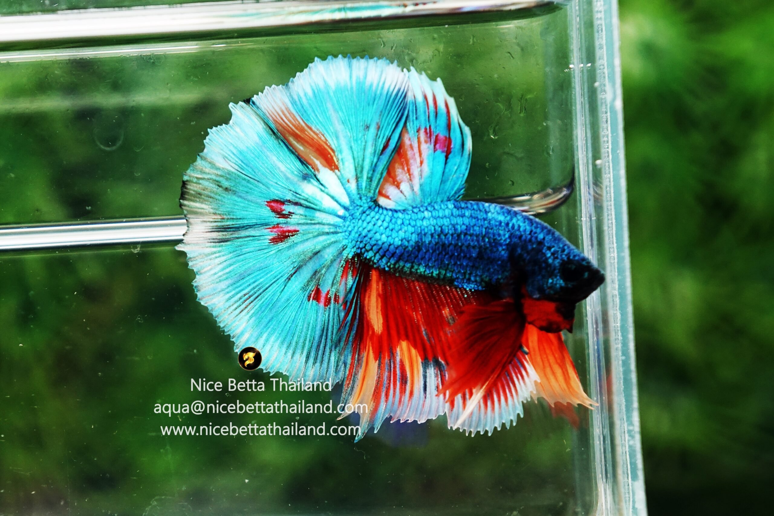 Competition grade betta fish by Nice Betta Thailand