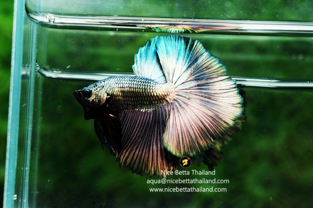 Copper betta fish by Nice Betta Thialand