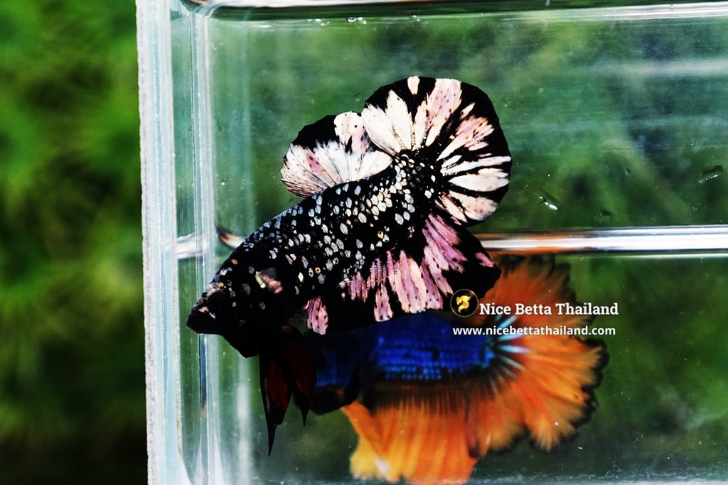 Copper gold avatar betta fish