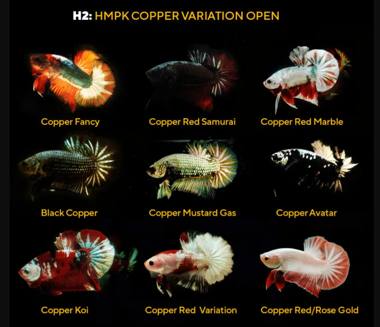 Small Copper Variation Class color betta fish Guideline Copper series - nicebettathailand.com