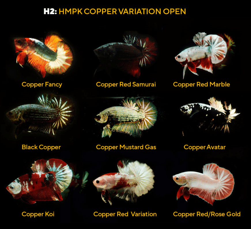 Copper variation open color