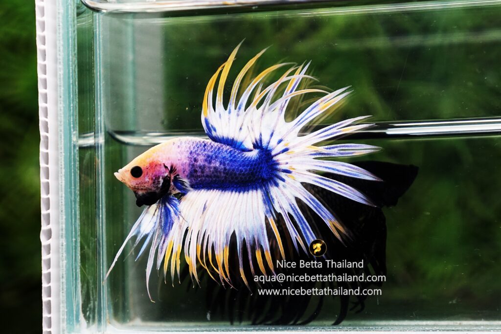 Crowntail Double rays