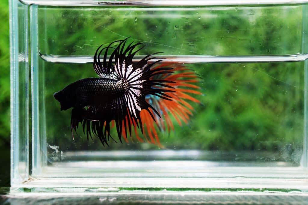 king crowntail betta