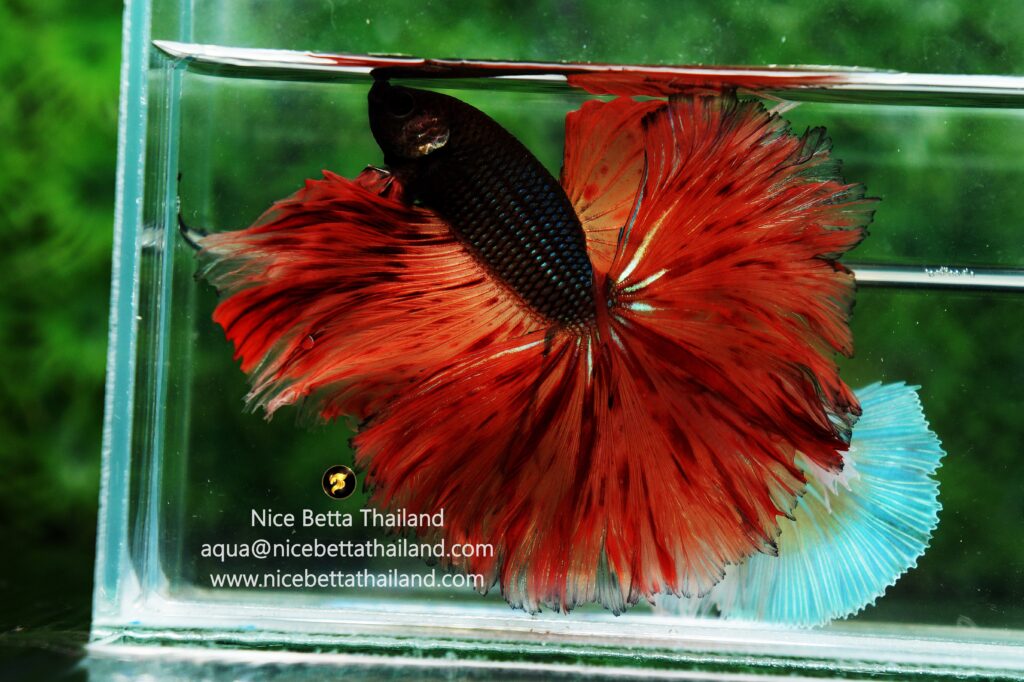 Dark armageddon by Nice Betta Thailand