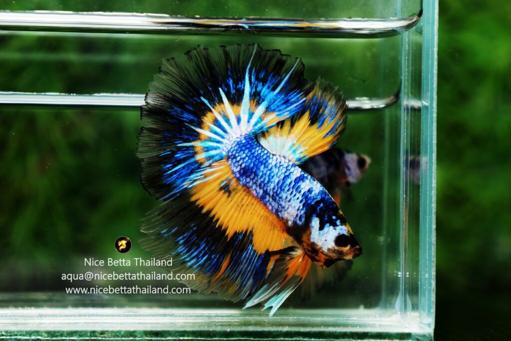 Fancy betta fish by Nice Betta Thailand