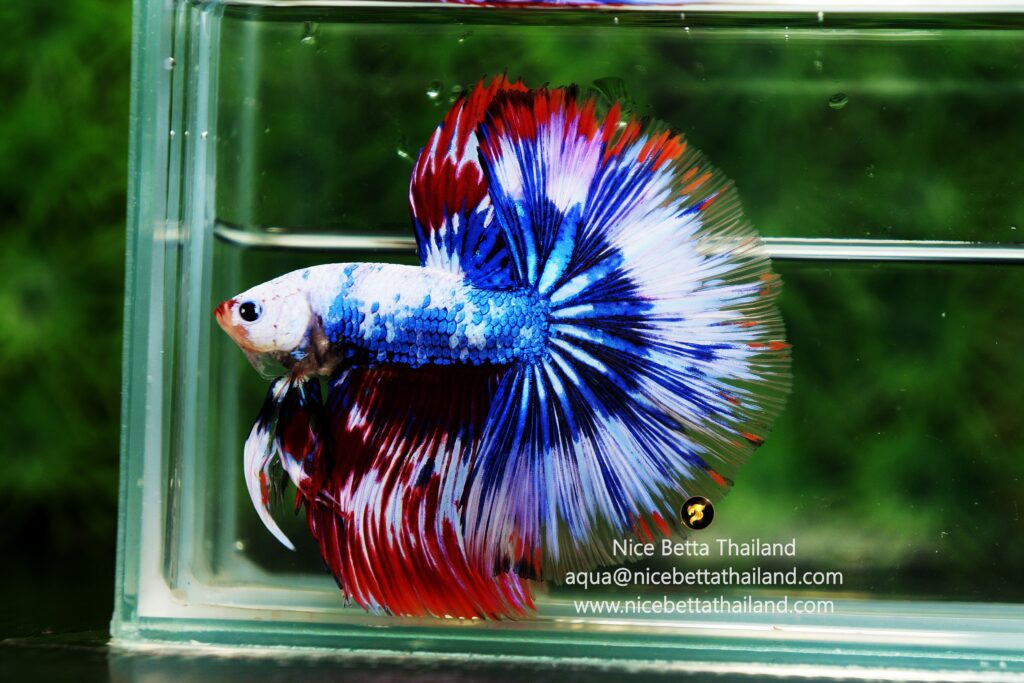 Fancy king betta fish and champin best in show Thailand betta fish competition by Nice Betta Thailand