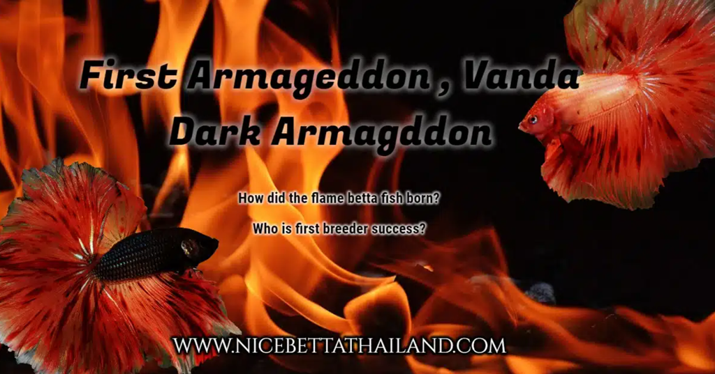 First Armageddon, Vanda and Dark Armageddon betta fish