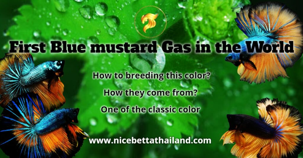 First Blue Mustard Gas in the world