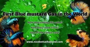 First Blue Mustard Gas in the world