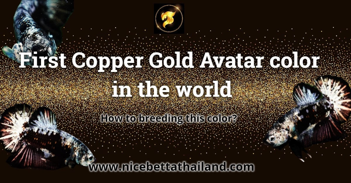First Copper Gold Avatar color in the world - Nice Betta Thailand
