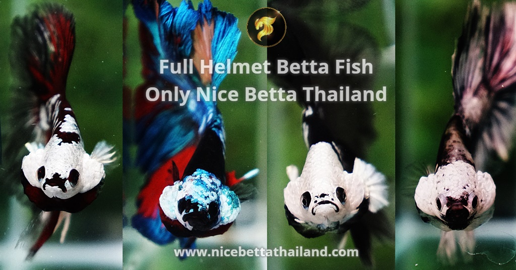 Full Helmet Betta Fish Only Nice Betta Thailand
