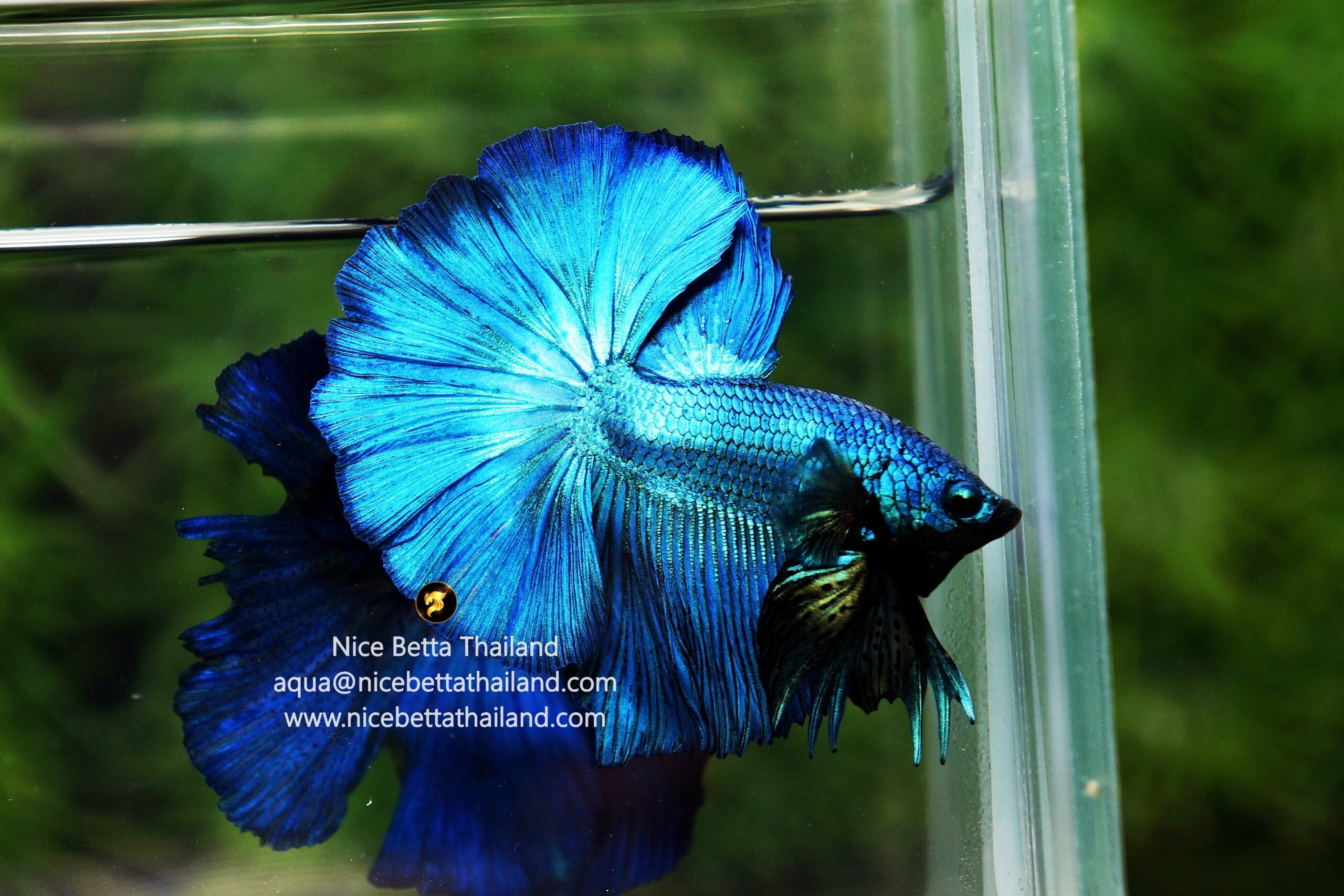 Green betta fish by Nice Betta Thailand Genetic