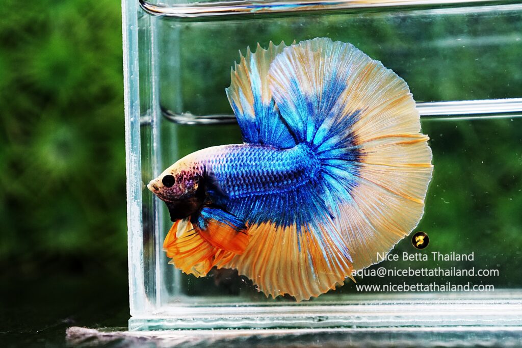 Grizzle betta fish by Nice Betta Thailand