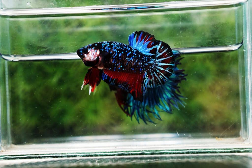 HMPK Avatar betta fish