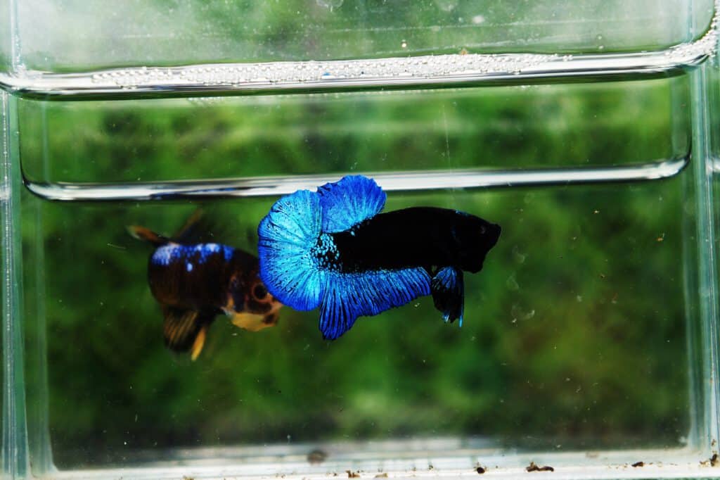 Betta Avatar  Macho Os melhores peixes para seu aquário  Compre online