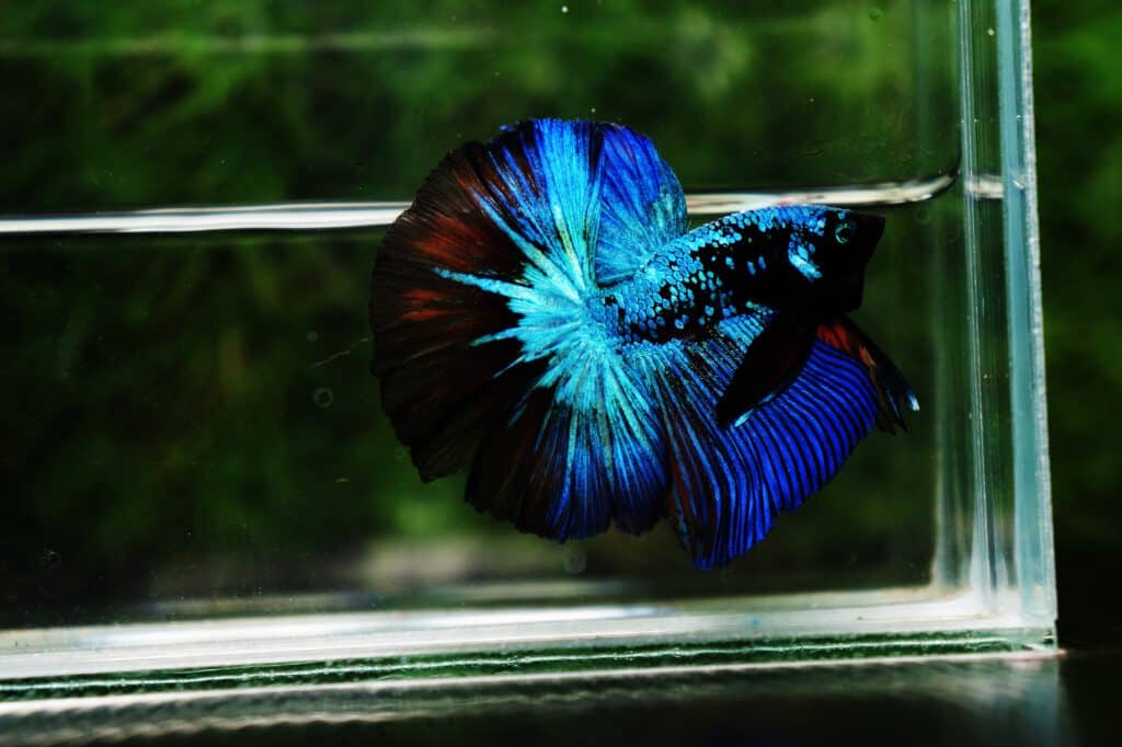 Half moon Avatar
