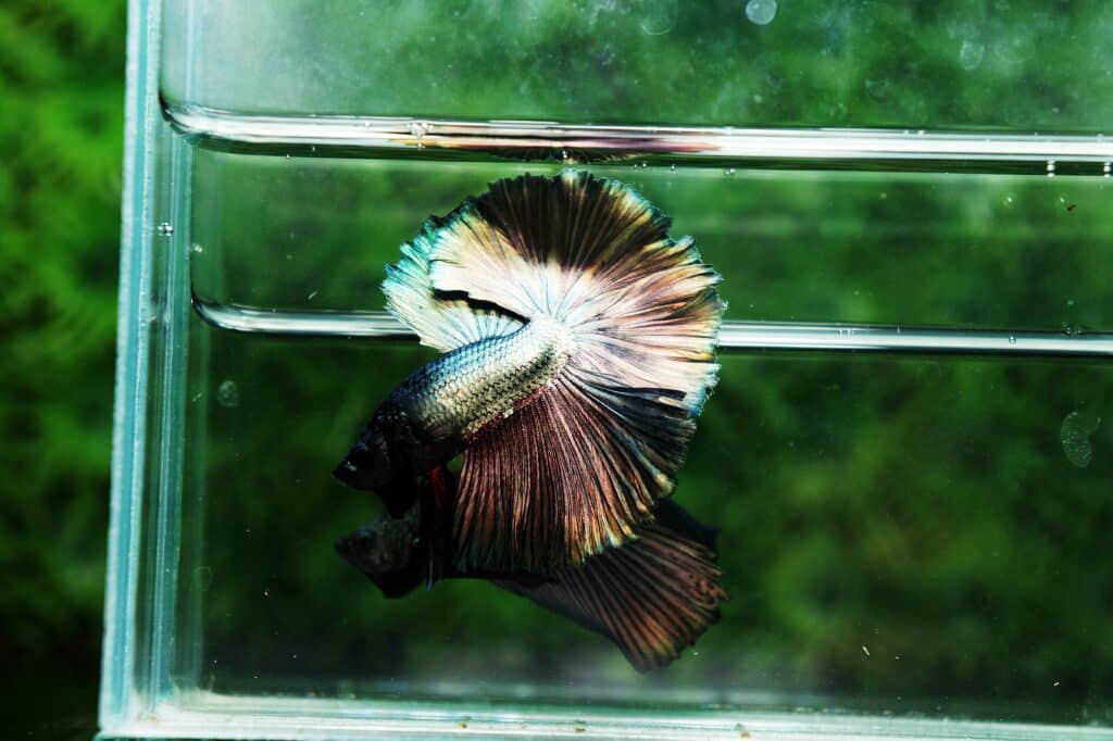 Half moon Copper betta