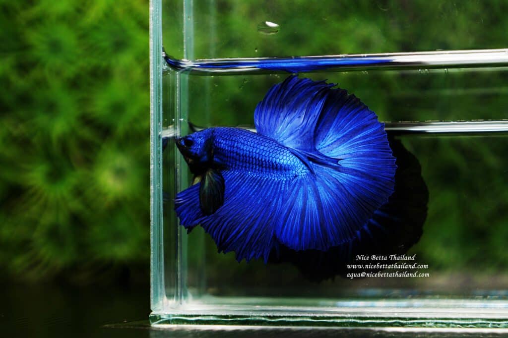 Half moon Steel Blue