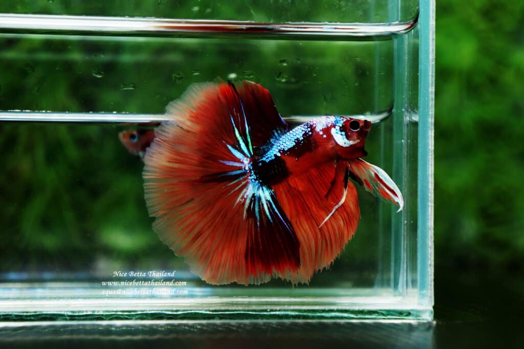 Half moon candy nemo